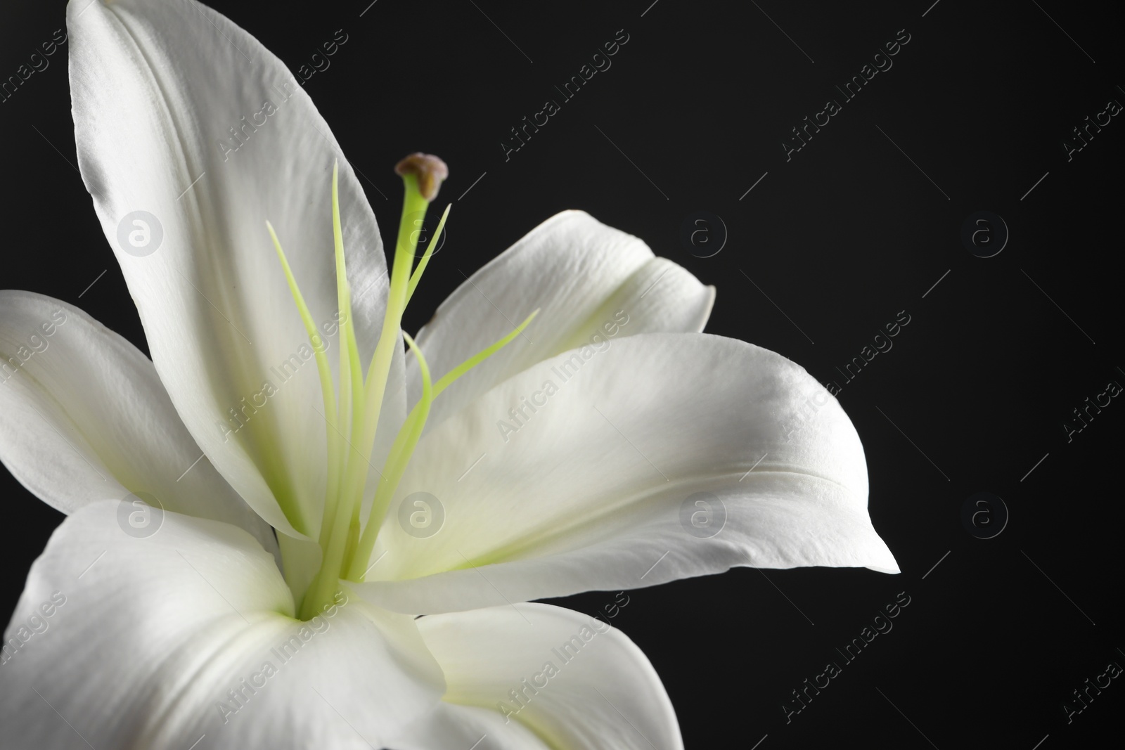 Photo of Beautiful white lily flower on black background, closeup. Space for text