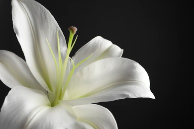 Photo of Beautiful white lily flower on black background, closeup. Space for text