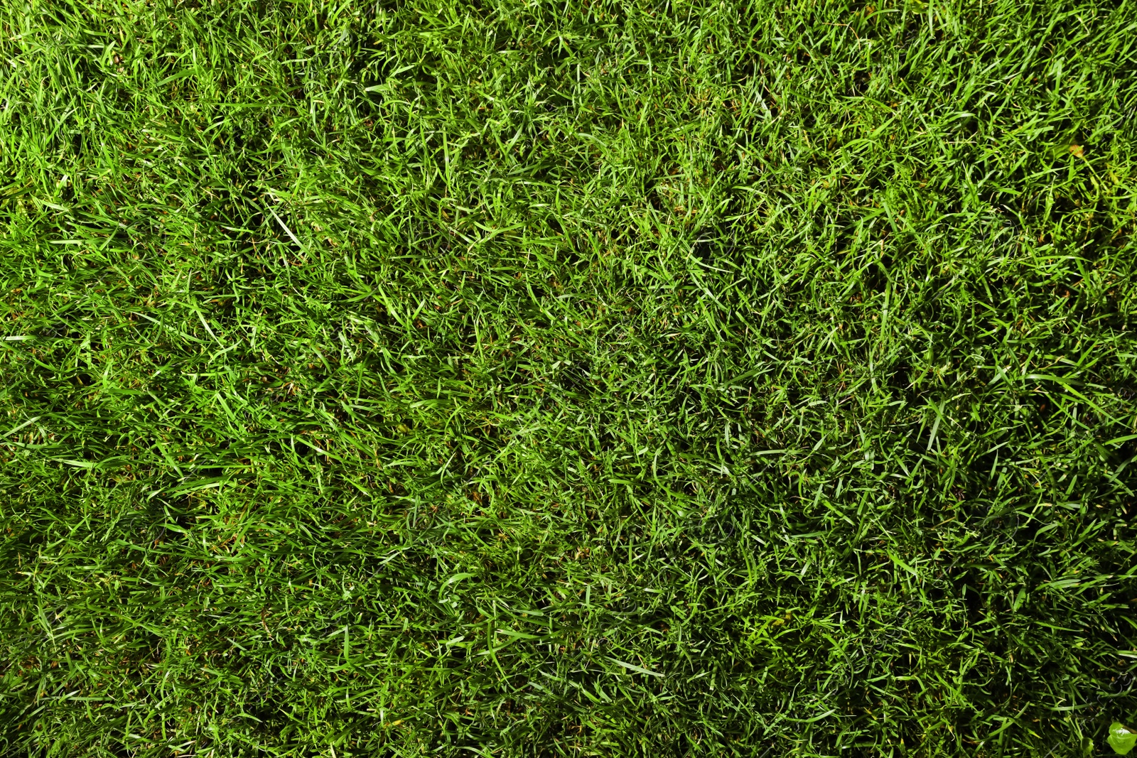 Photo of Green lawn with fresh grass as background, closeup