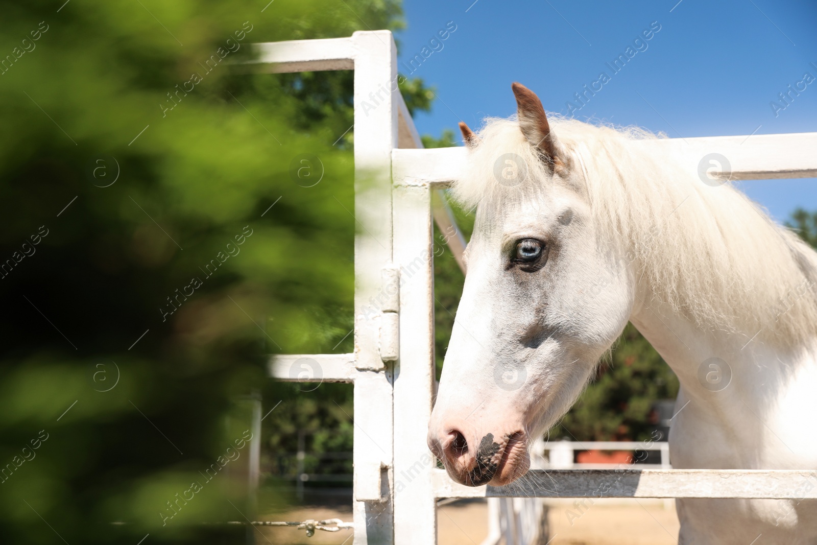 Photo of White horse in paddock on sunny day. Beautiful pet