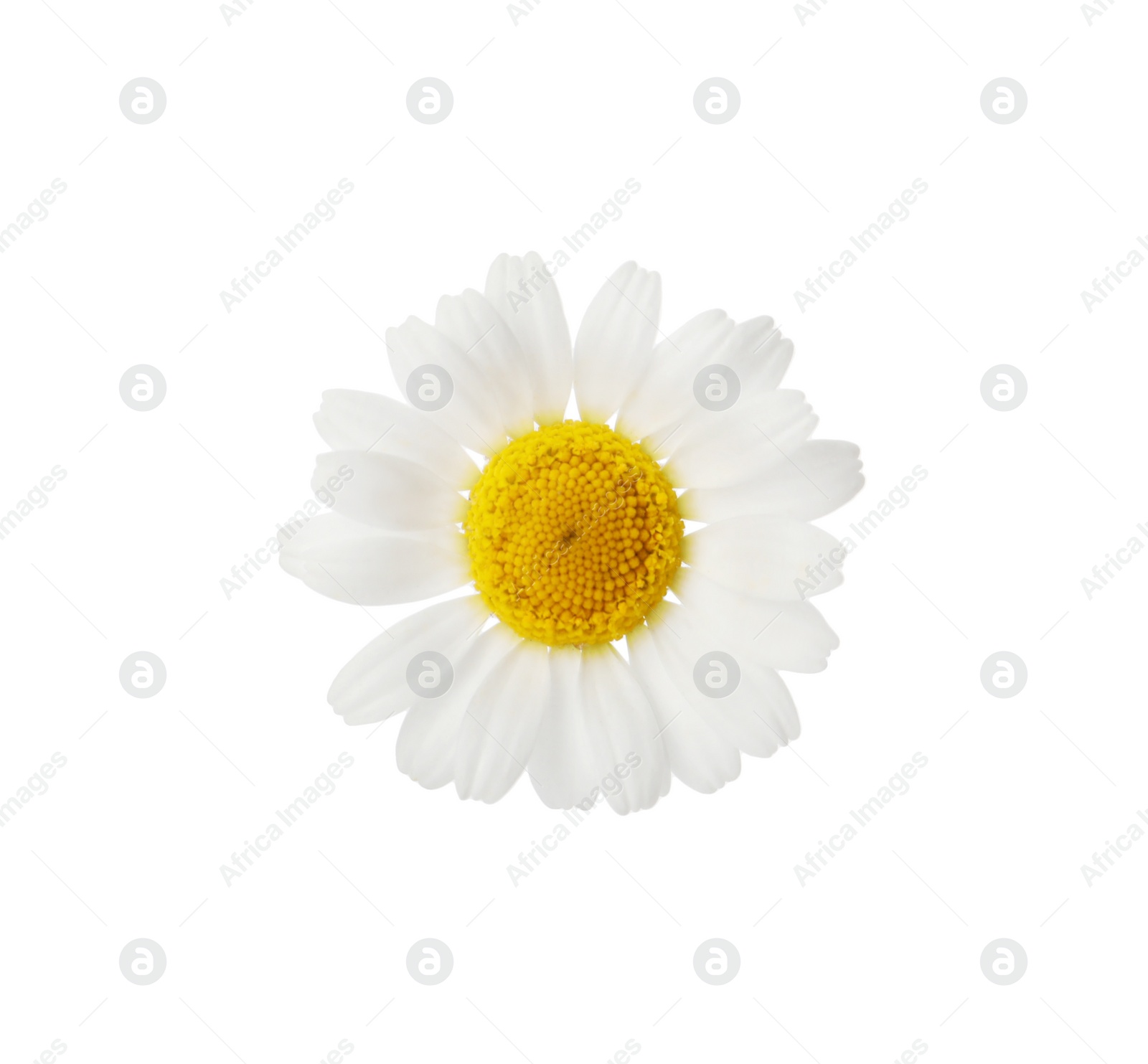 Photo of One beautiful chamomile flower on white background