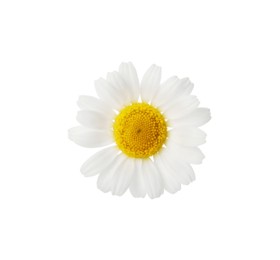 One beautiful chamomile flower on white background