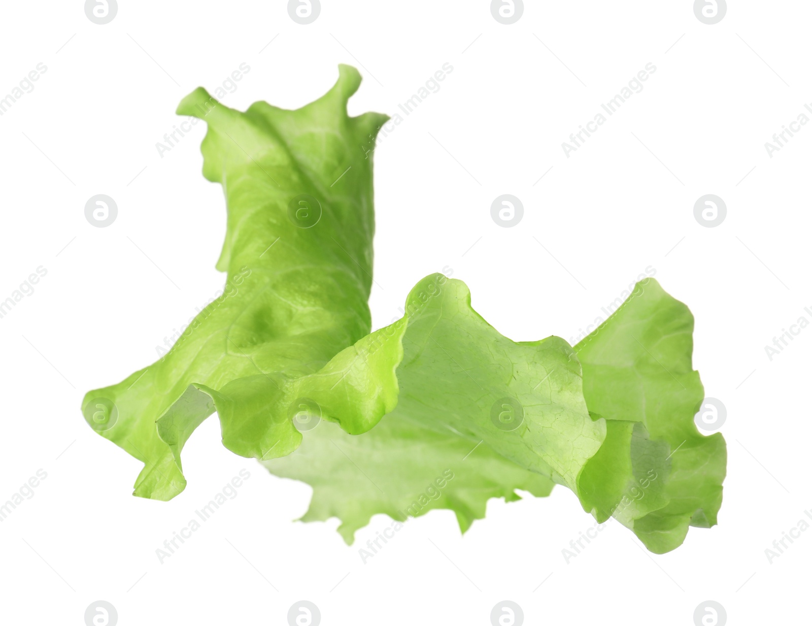 Photo of Leaf of fresh lettuce for burger isolated on white