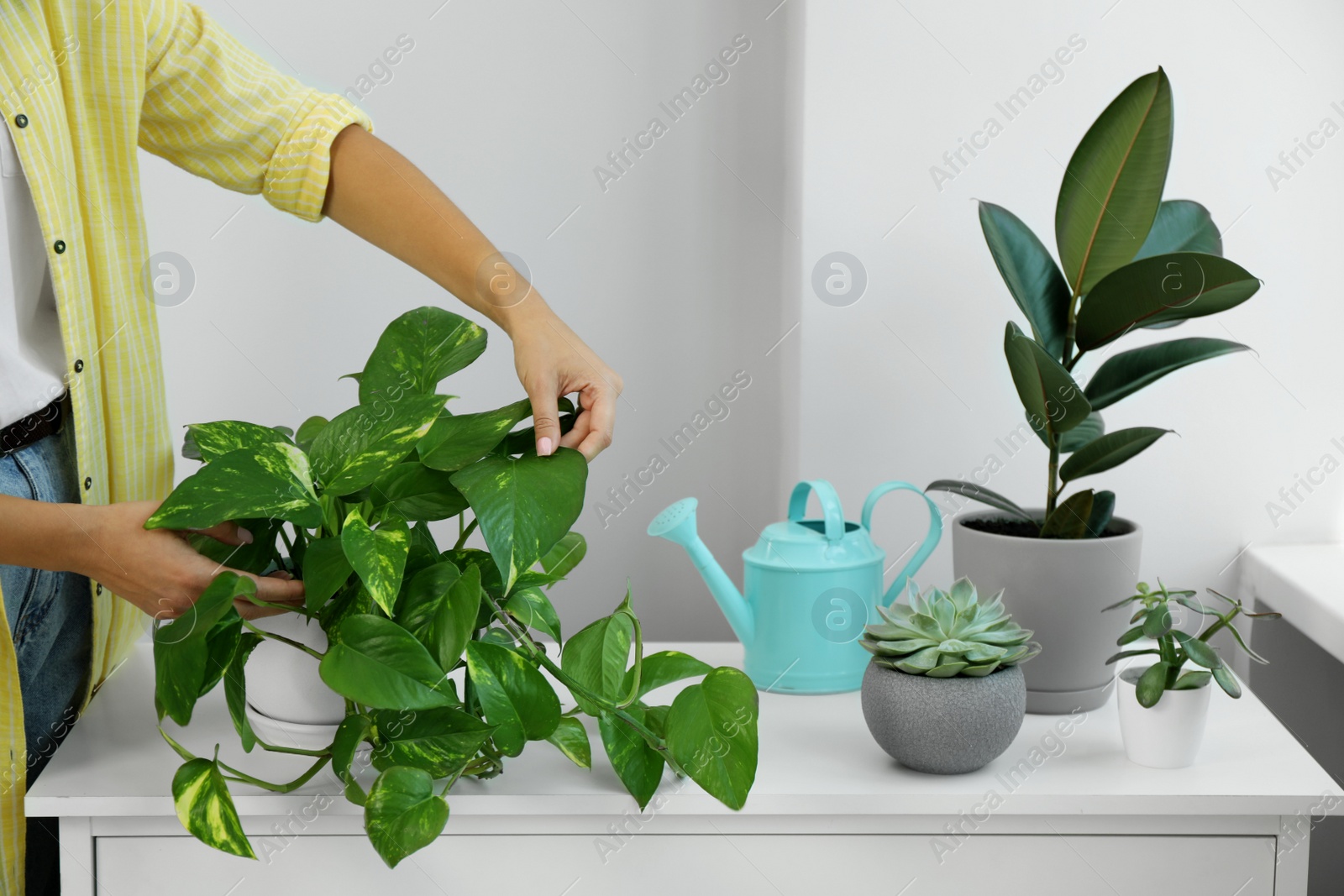 Photo of Woman taking care of potted houseplant on windowsill at home, closeup