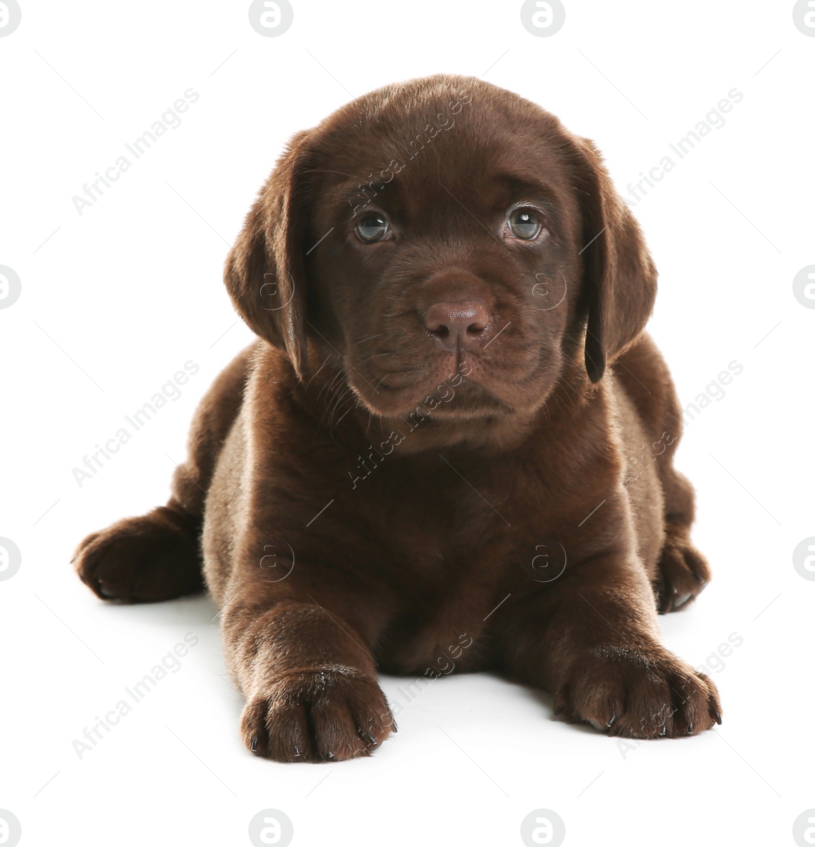 Photo of Chocolate Labrador Retriever puppy on white background