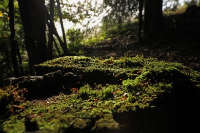 Photo of Beautiful green moss in forest on sunny day