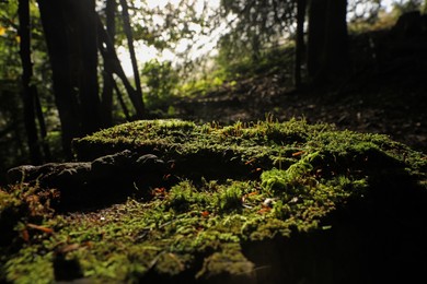 Beautiful green moss in forest on sunny day