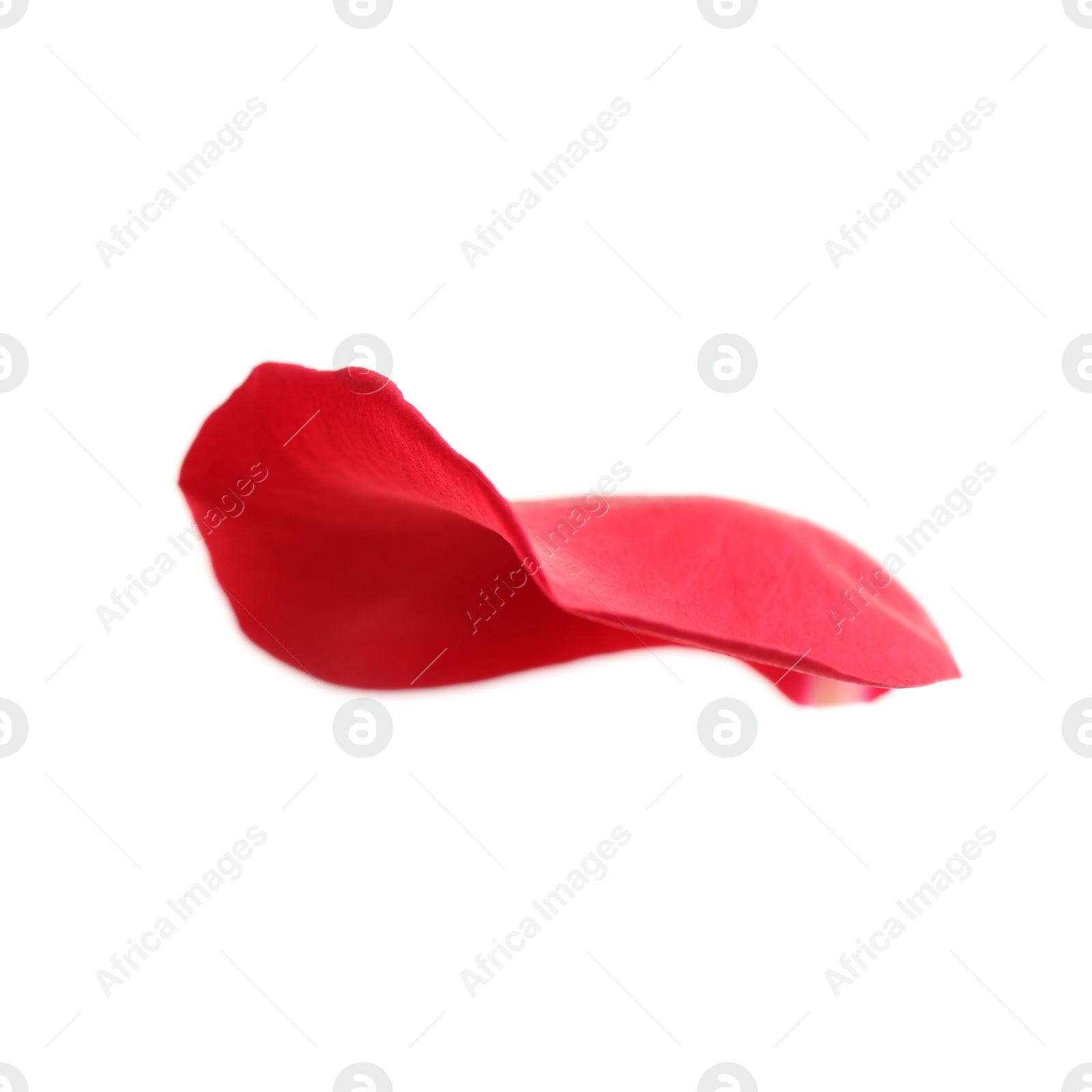 Photo of Fresh red rose petal isolated on white