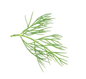 Photo of One sprig of fresh dill isolated on white