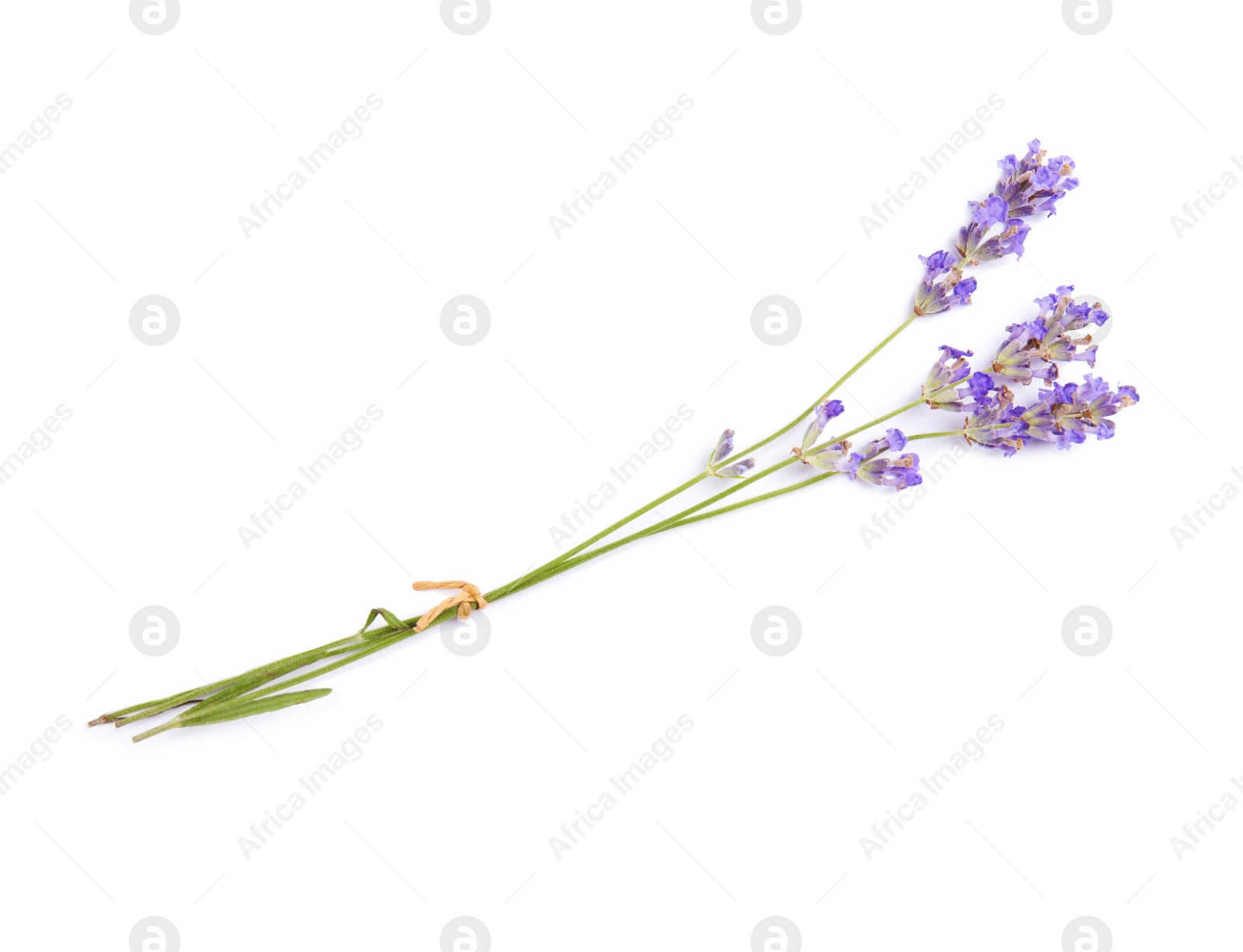 Photo of Beautiful blooming lavender flowers on white background