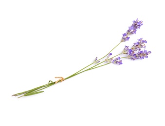 Beautiful blooming lavender flowers on white background