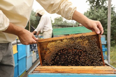 Photo of Beekeeper in uniform taking frame from hive at apiary, closeup. Harvesting honey