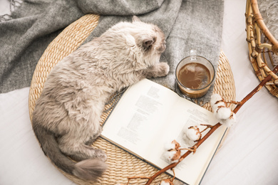 Photo of Birman cat near book and cup of drink on wicker pouf at home, above view. Cute pet