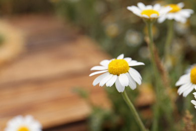 Photo of Beautiful chamomile flowers growing in field, closeup. Space for text