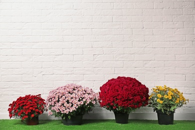 Photo of Beautiful composition with chrysanthemum flowers near white brick wall. Space for text