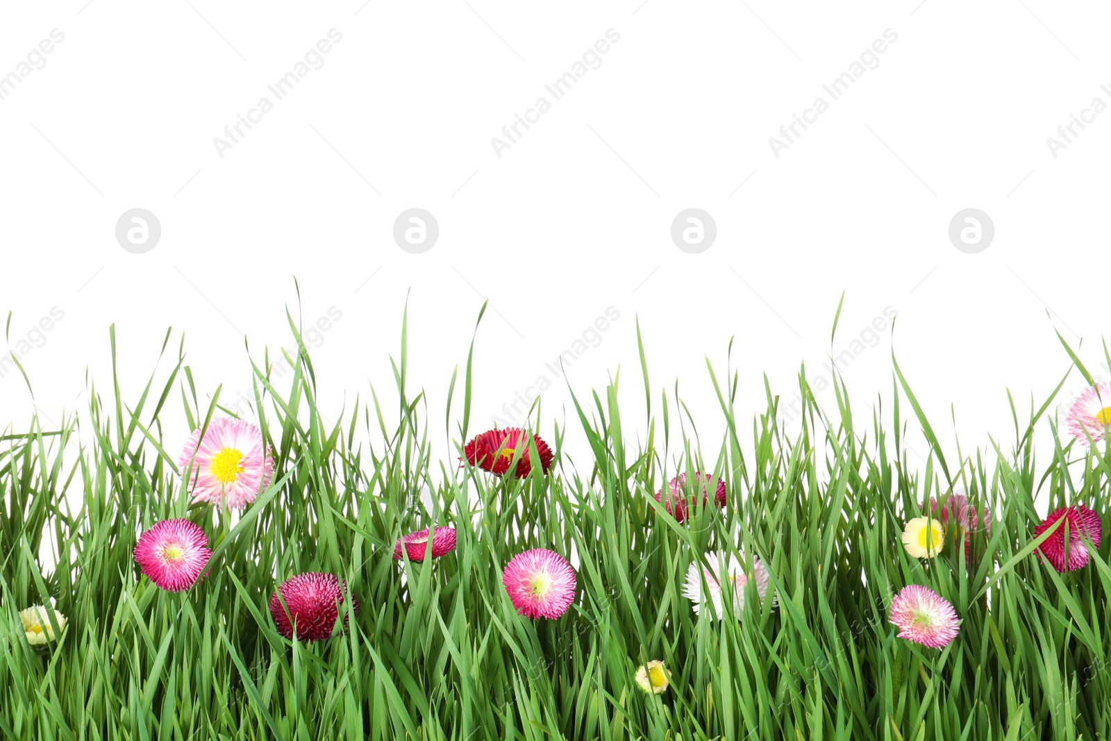 Photo of Vibrant green grass with beautiful flowers on white background