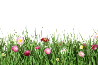 Photo of Vibrant green grass with beautiful flowers on white background