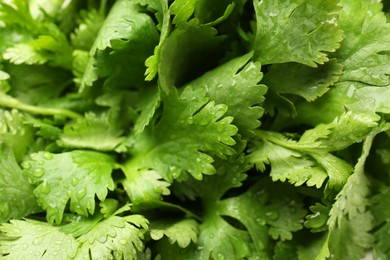 Photo of Fresh green coriander leaves as background, closeup