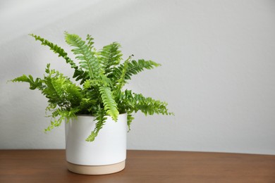 Beautiful fresh potted fern on wooden table. Space for text
