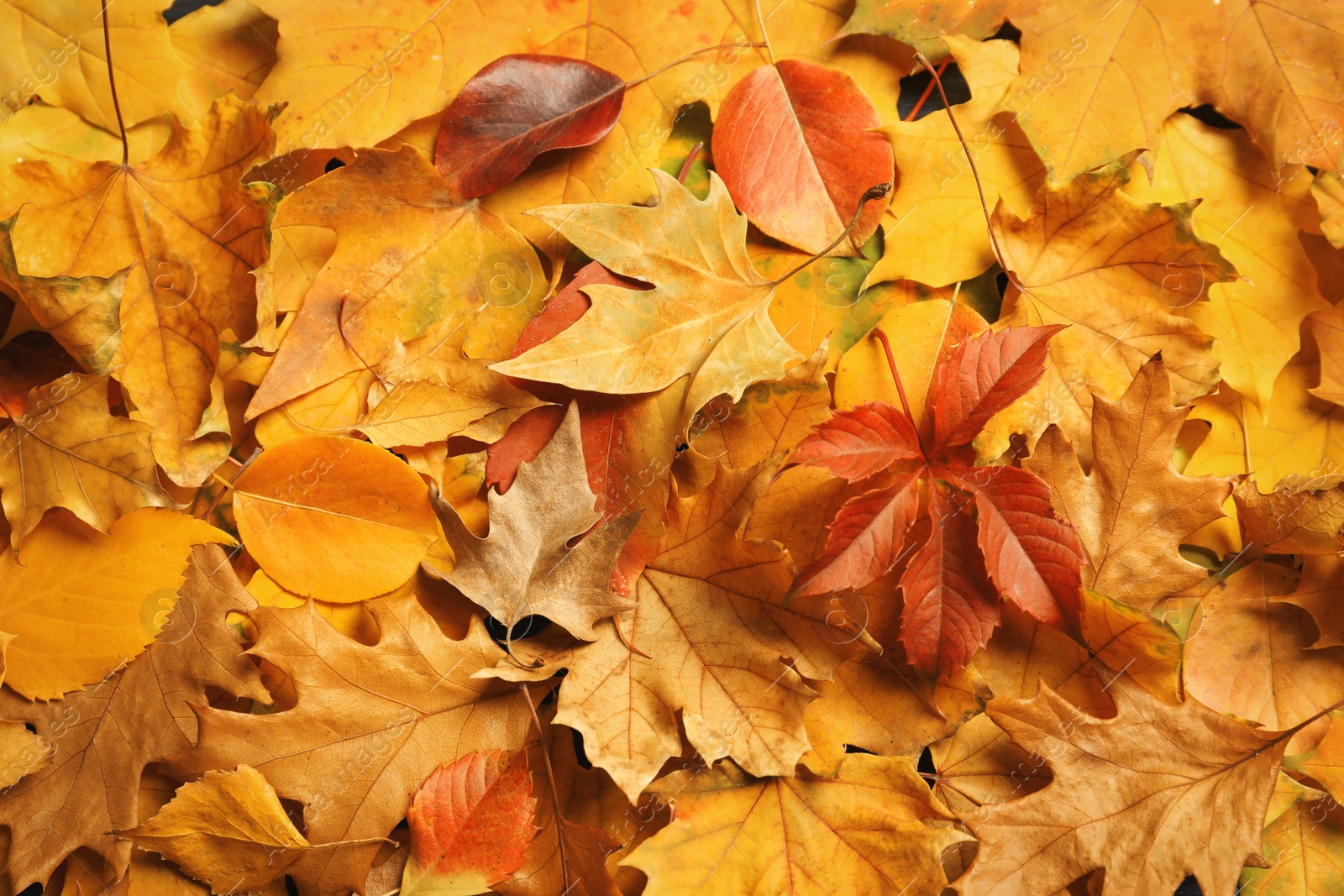 Photo of Many autumn leaves as background, top view