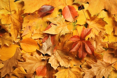 Many autumn leaves as background, top view