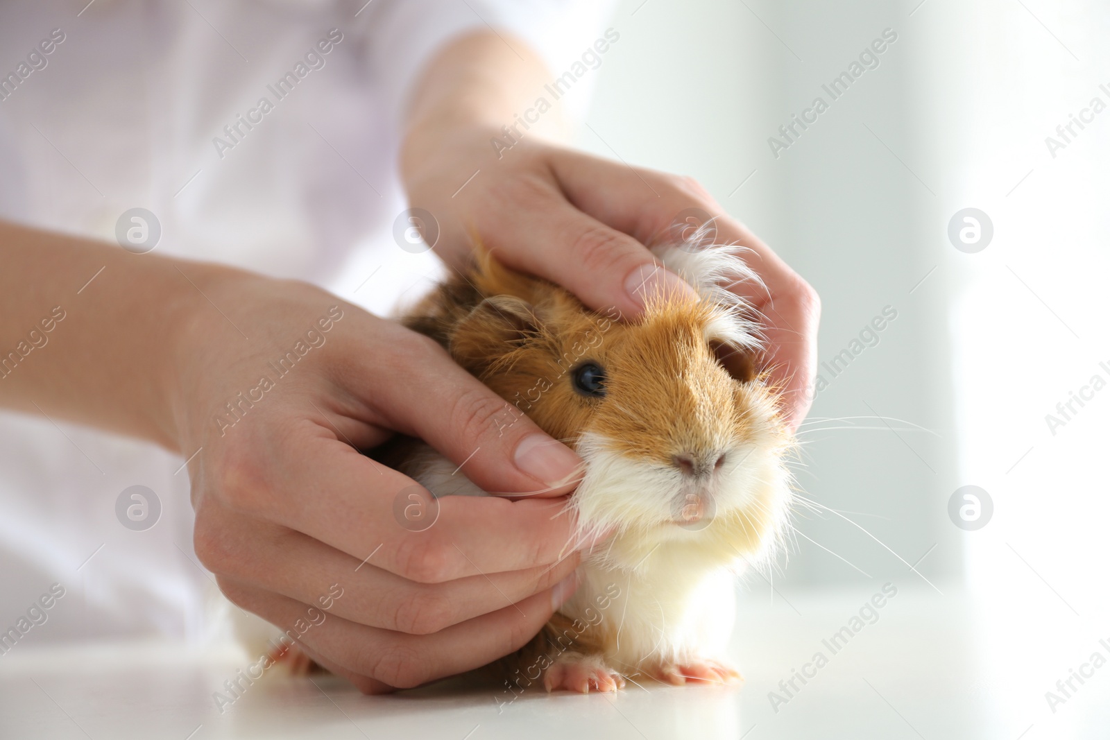 Photo of Female veterinarian examining guinea pig in clinic, closeup