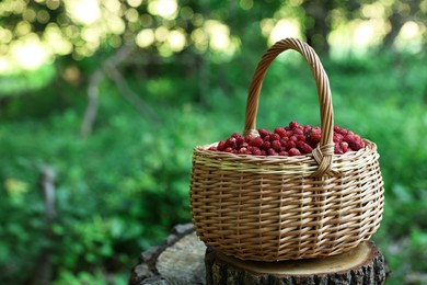 Photo of Basket with delicious wild strawberries on stump in forest. Space for text
