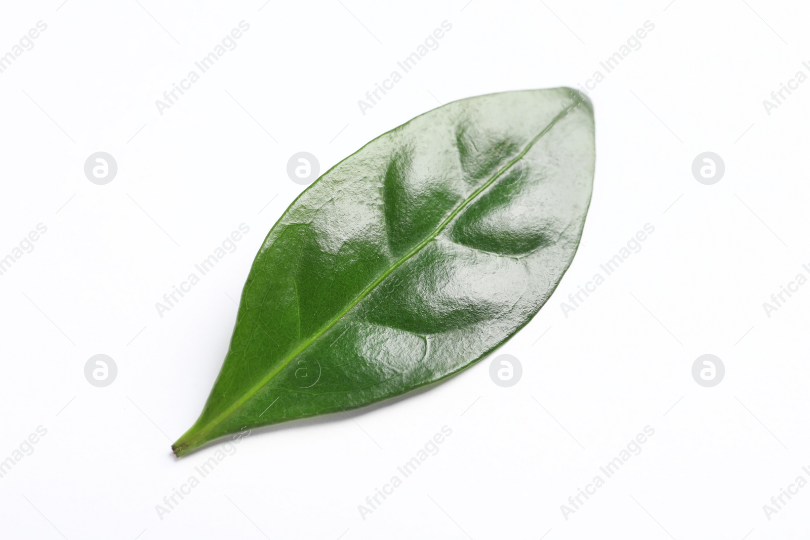 Photo of Fresh green coffee leaf isolated on white