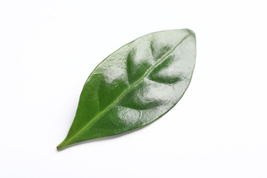 Photo of Fresh green coffee leaf isolated on white