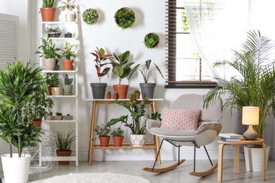 Stylish room interior with different home plants