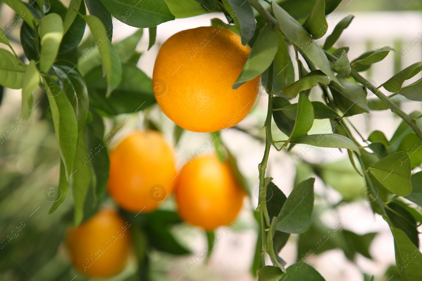 Photo of Fresh ripe orange growing on tree outdoors, closeup