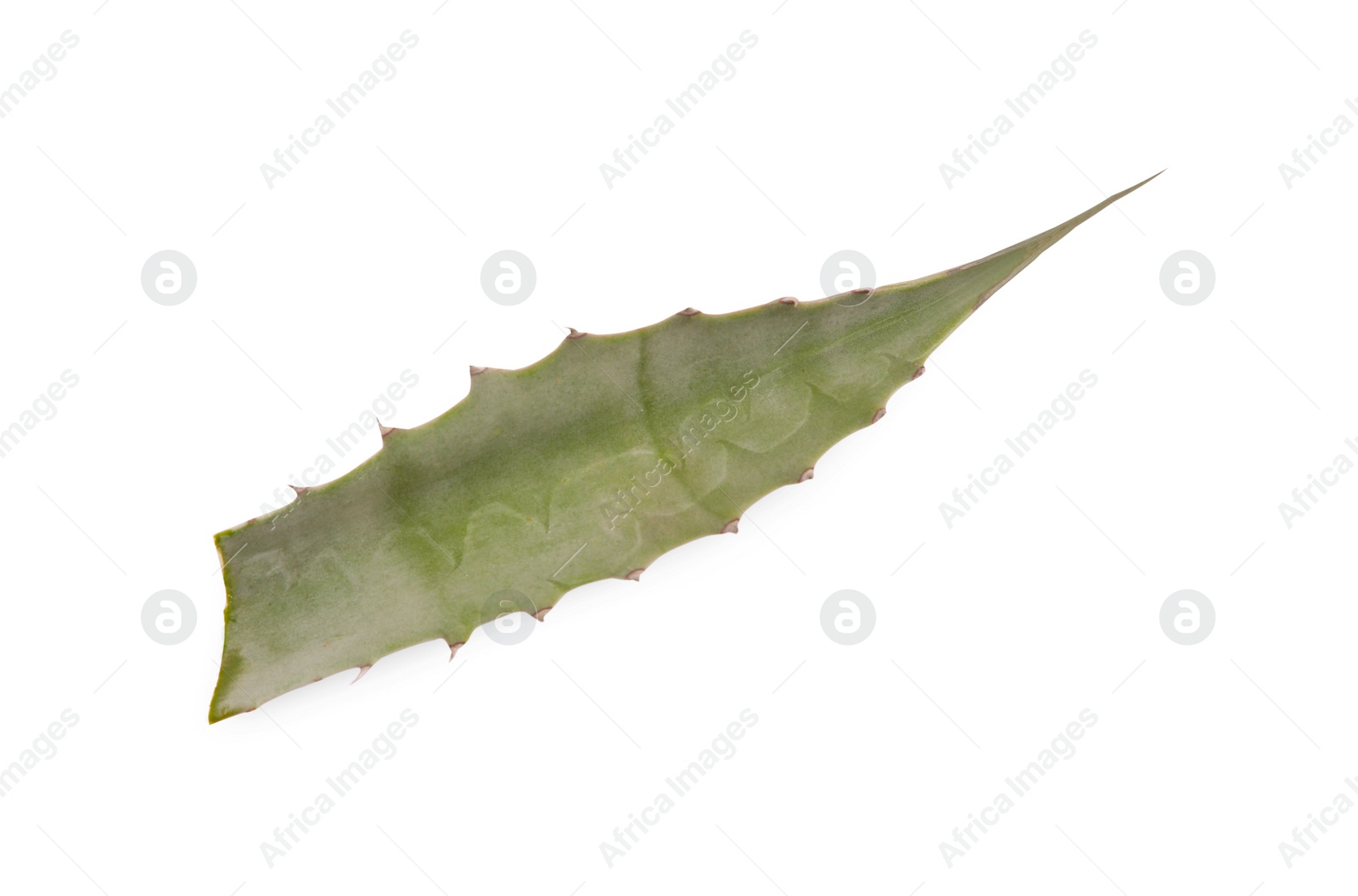 Photo of Fresh green agave leaf isolated on white