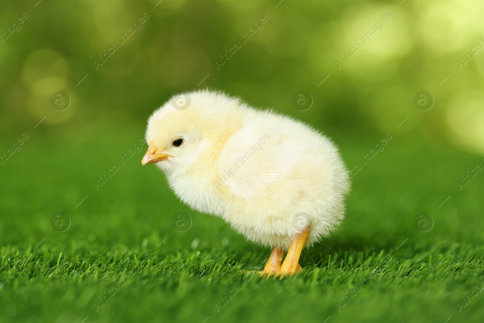 Photo of Cute chick on green artificial grass outdoors, closeup. Baby animal