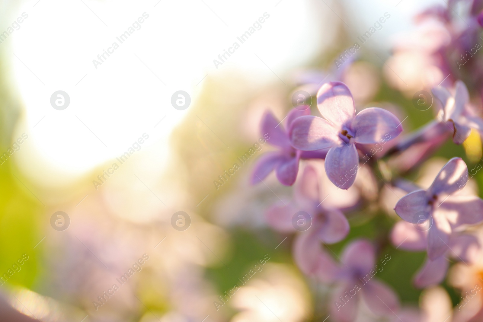 Photo of Closeup view of beautiful blossoming lilac shrub outdoors