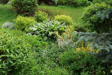 Photo of Many different beautiful plants outdoors. Gardening and landscaping