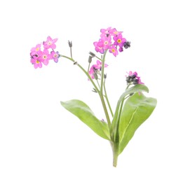 Beautiful pink Forget-me-not flowers isolated on white