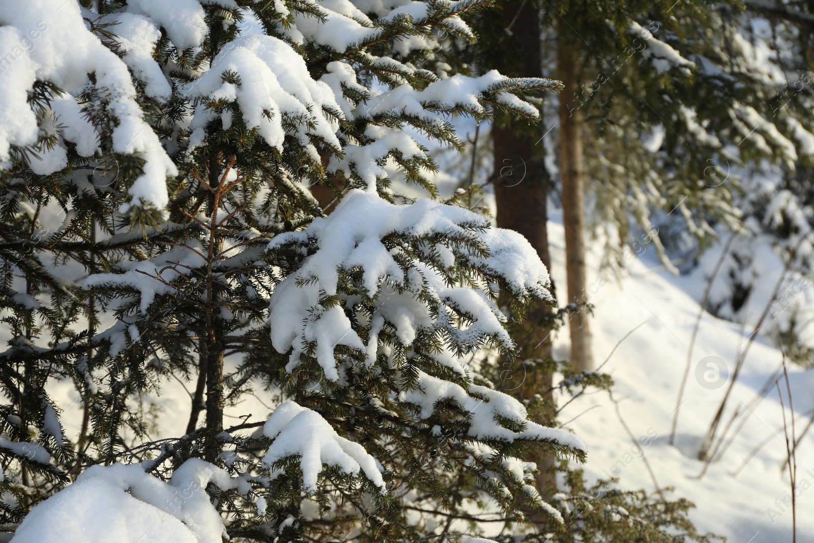 Photo of Fir branches covered with snow on winter day, space for text
