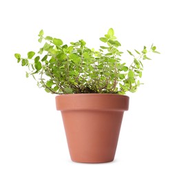 Green oregano in clay pot isolated on white