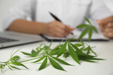 Photo of Scientist working at table in office, focus on hemp plant. Medical cannabis