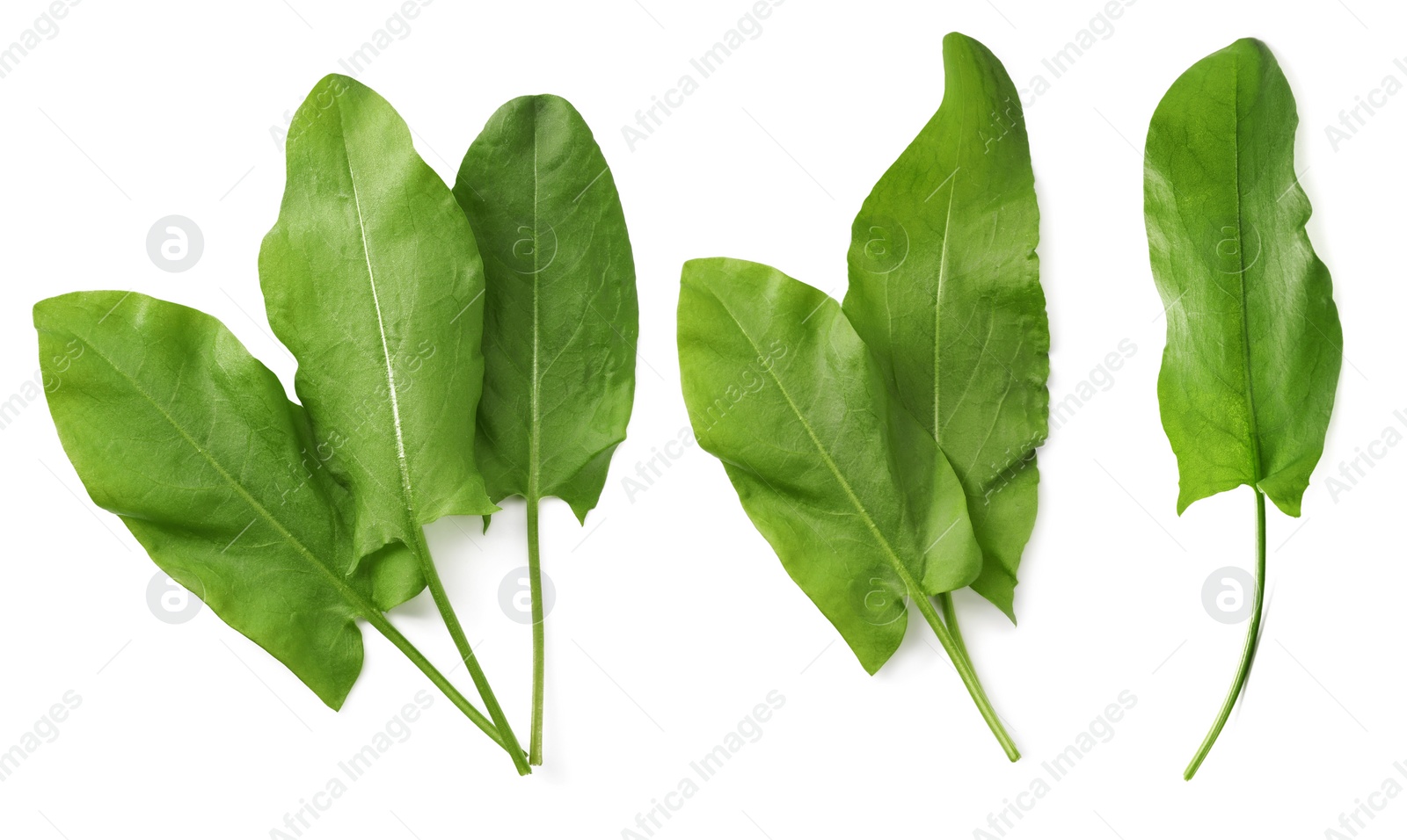Image of Set of fresh sorrel leaves on white background 