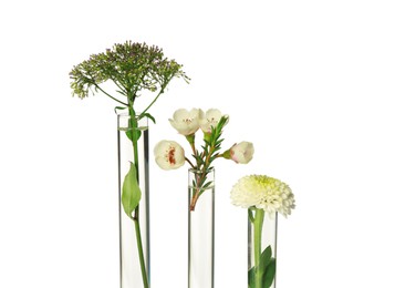 Different plants in test tubes on white background