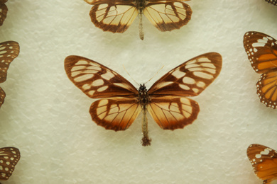Photo of Beautiful Ituna lamirus butterfly on white background