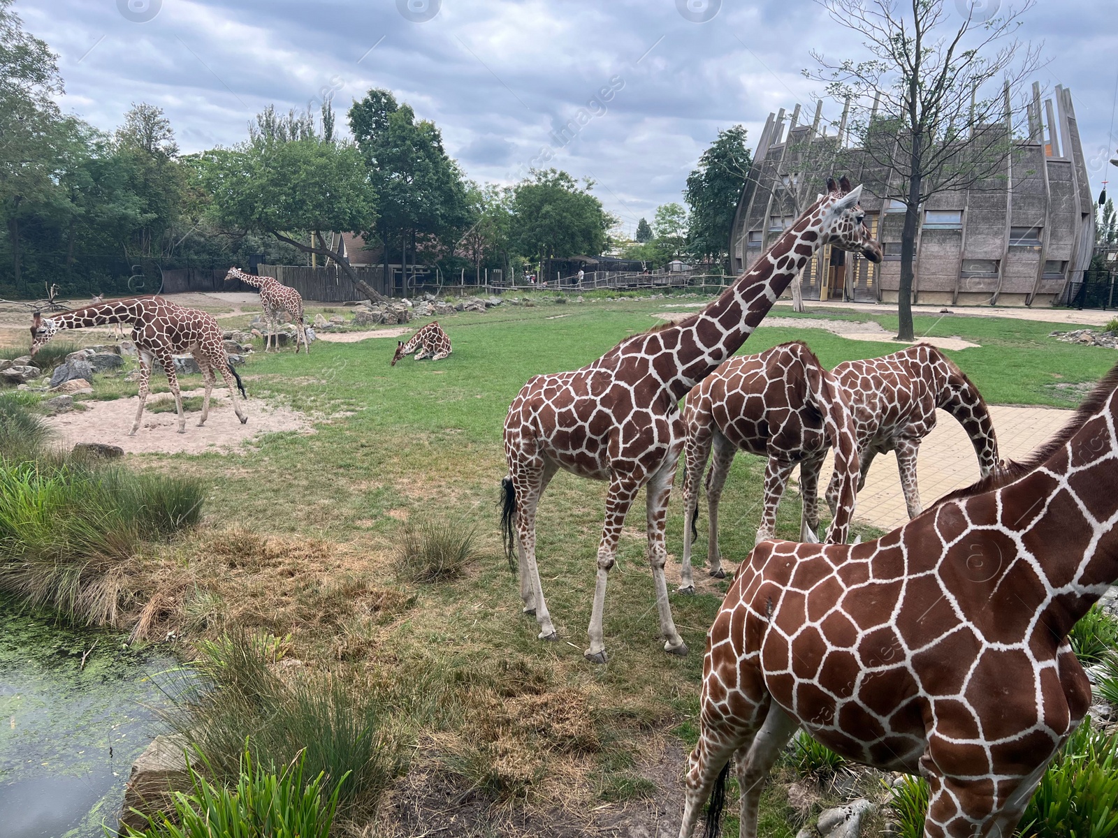 Photo of Rotterdam, Netherlands - August 27, 2022: Group of beautiful giraffes in zoo enclosure