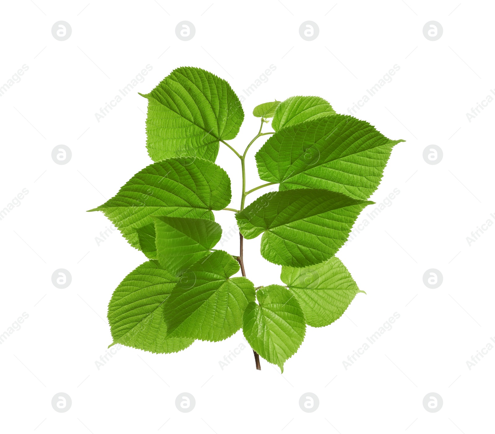 Photo of Branch with green leaves on white background