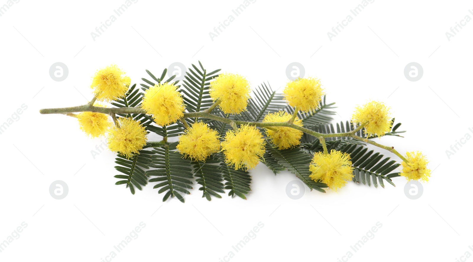 Photo of Beautiful mimosa branch with yellow flowers on white background