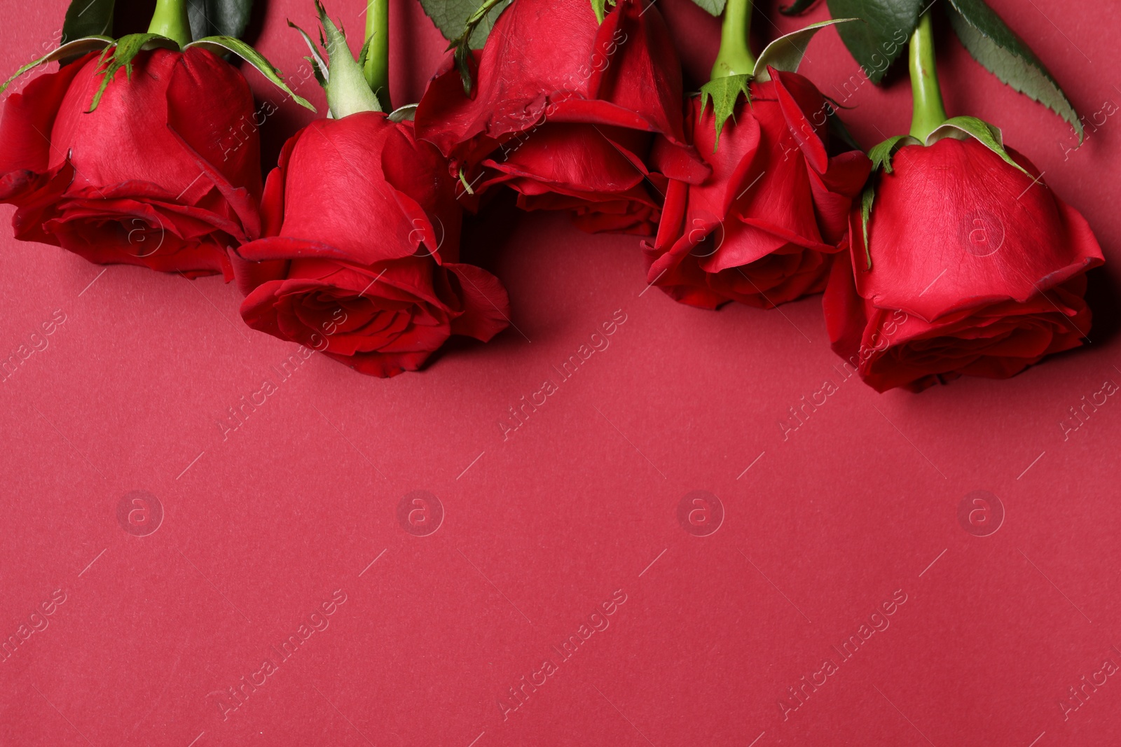 Photo of Beautiful roses on red background, above view. Space for text