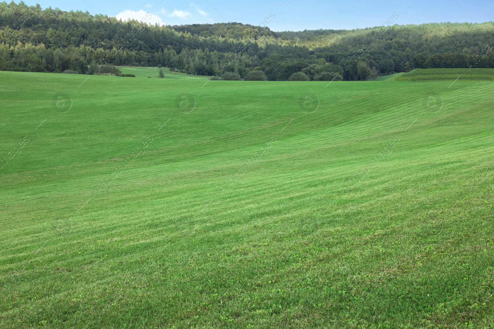 Photo of Beautiful meadow with bright green grass outdoors