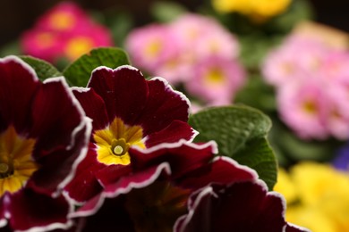 Photo of Beautiful primula (primrose) plant with burgundy flowers on blurred background, space for text. Spring blossom