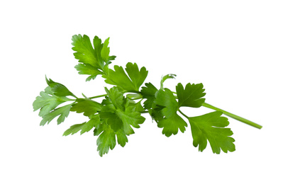 Photo of Aromatic fresh green parsley isolated on white