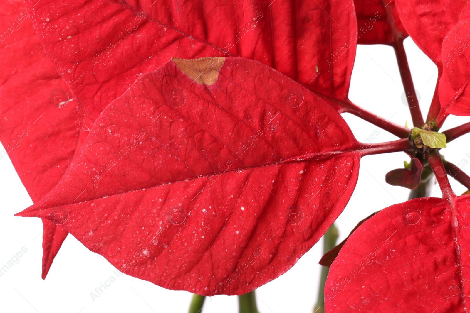 Photo of Houseplant with damaged leaves on white background, closeup